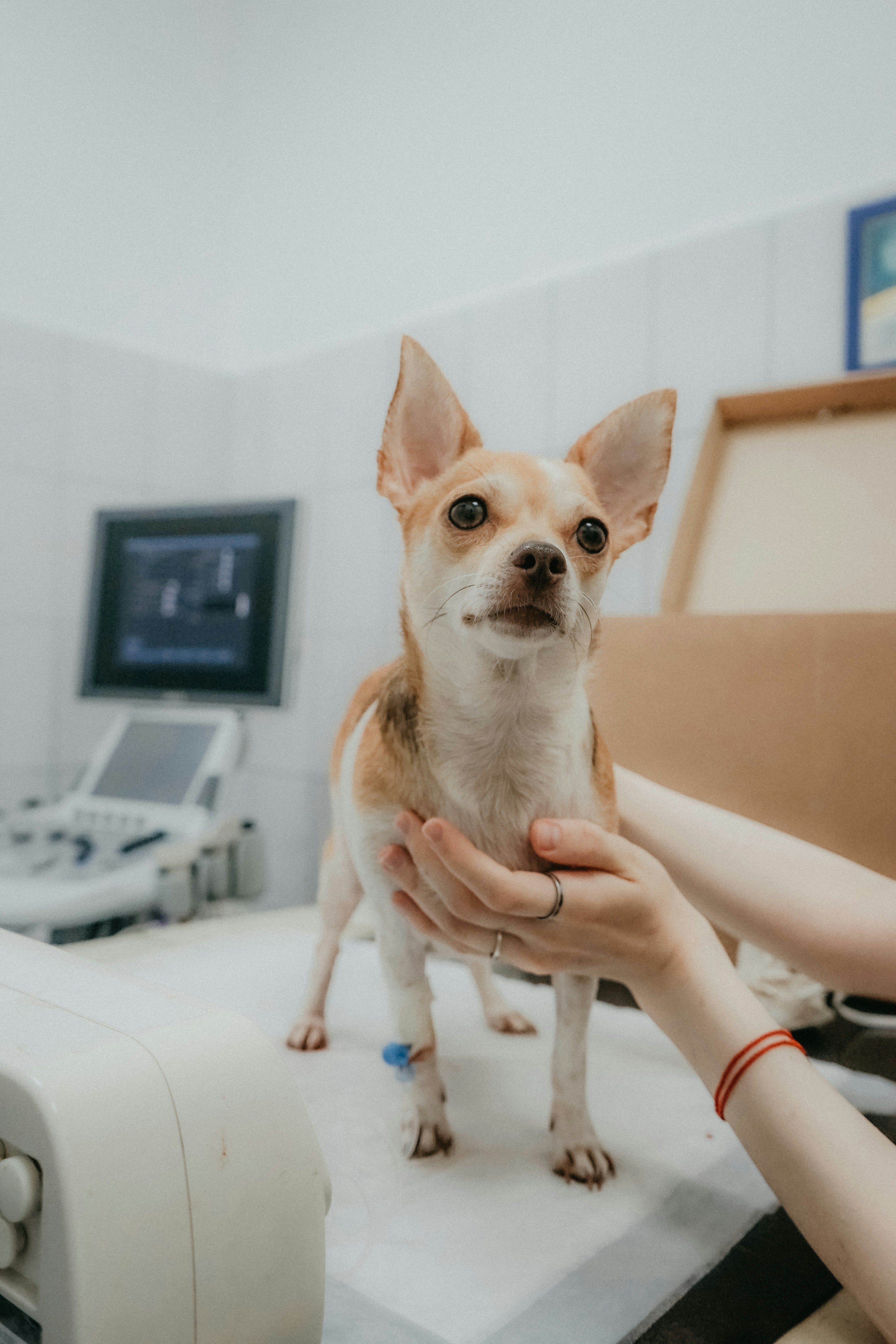 Veterinarian with dog