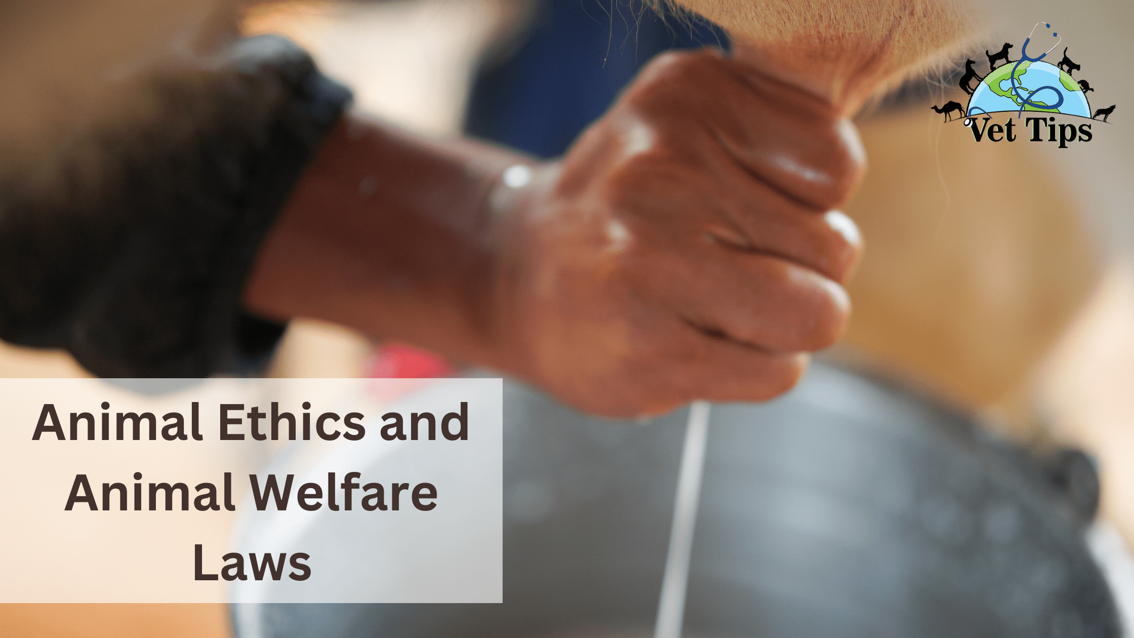 Animal Ethics and Animal Welfare Laws
