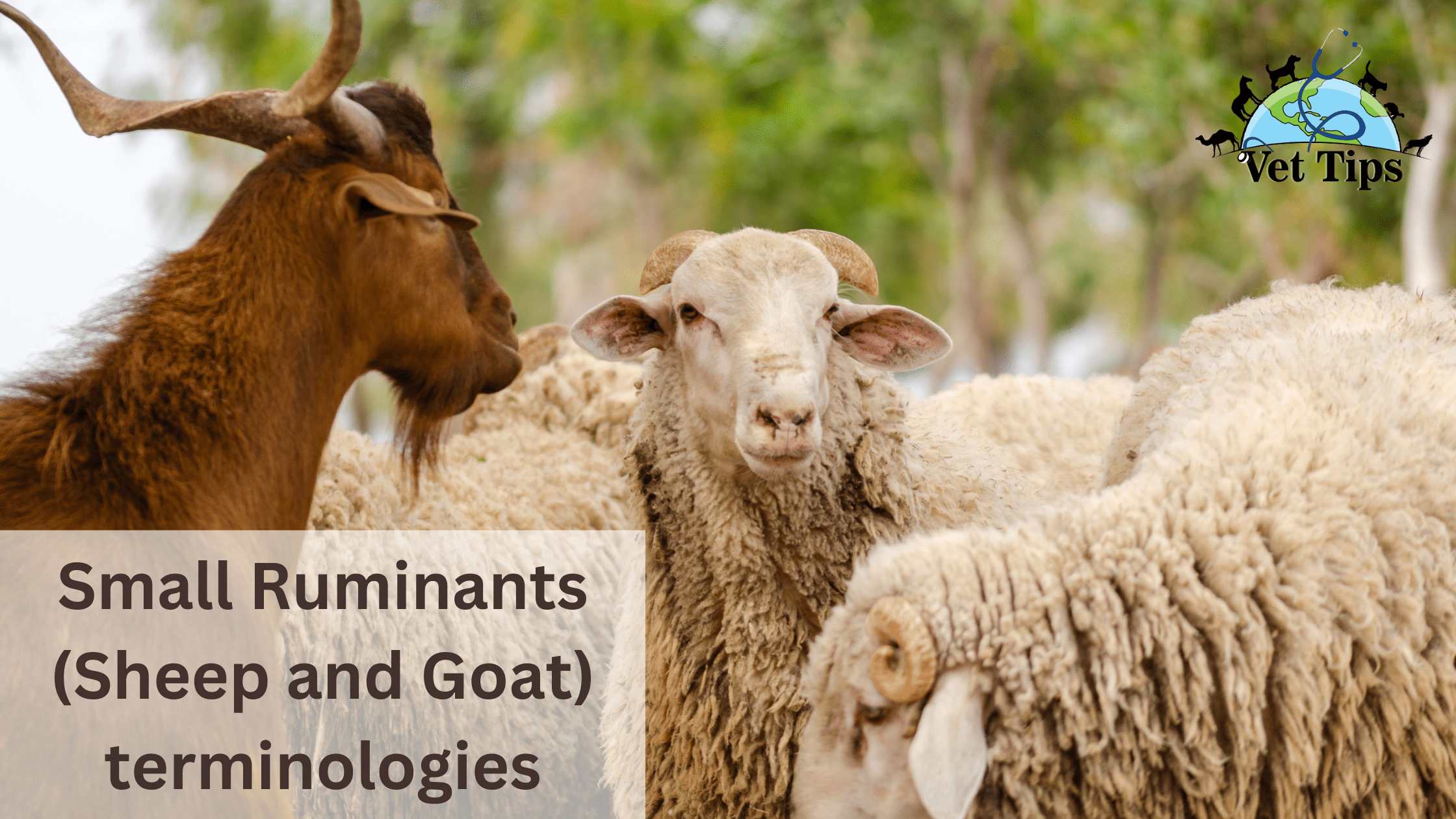 Small Ruminants (Sheep and Goat) terminologies