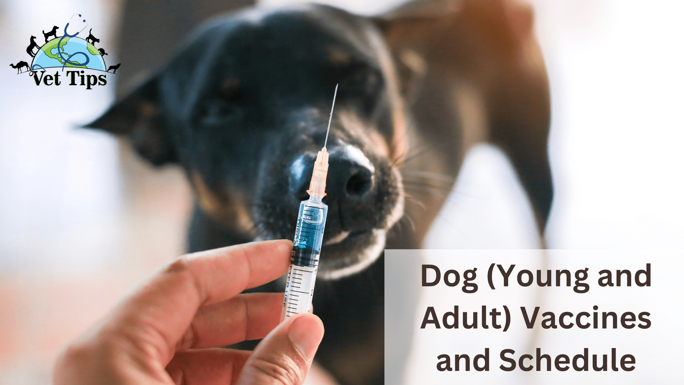 Dog (Young and Adult) Vaccines and Schedule