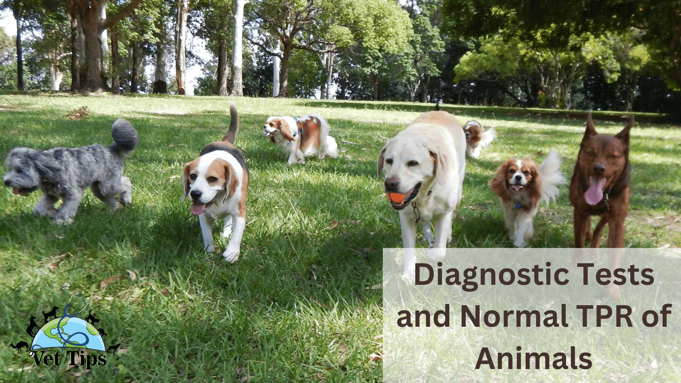 Diagnostic Tests and Normal TPR of Animals