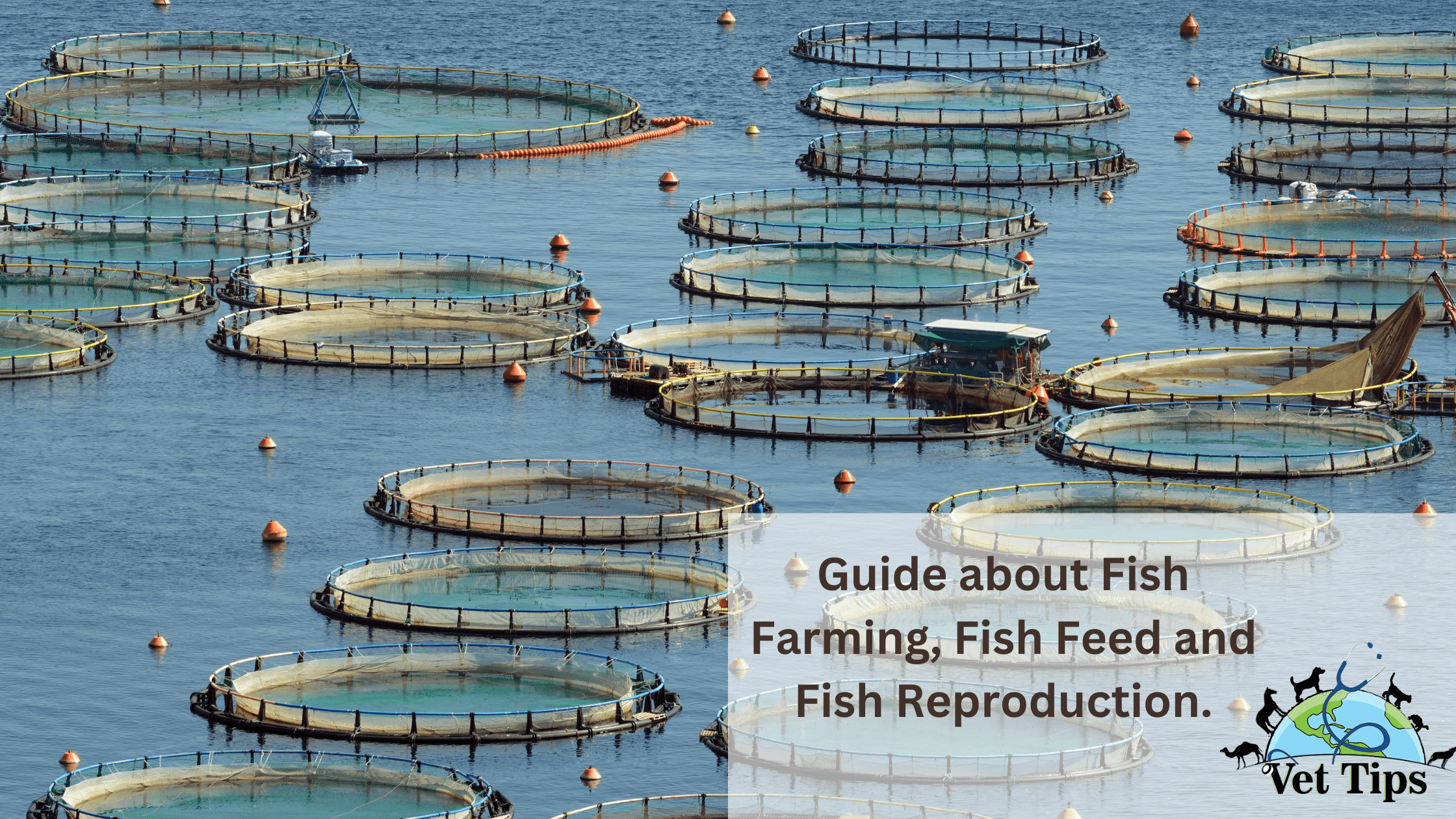 Guide about Fish Farming, Fish Feed and Fish Reproduction