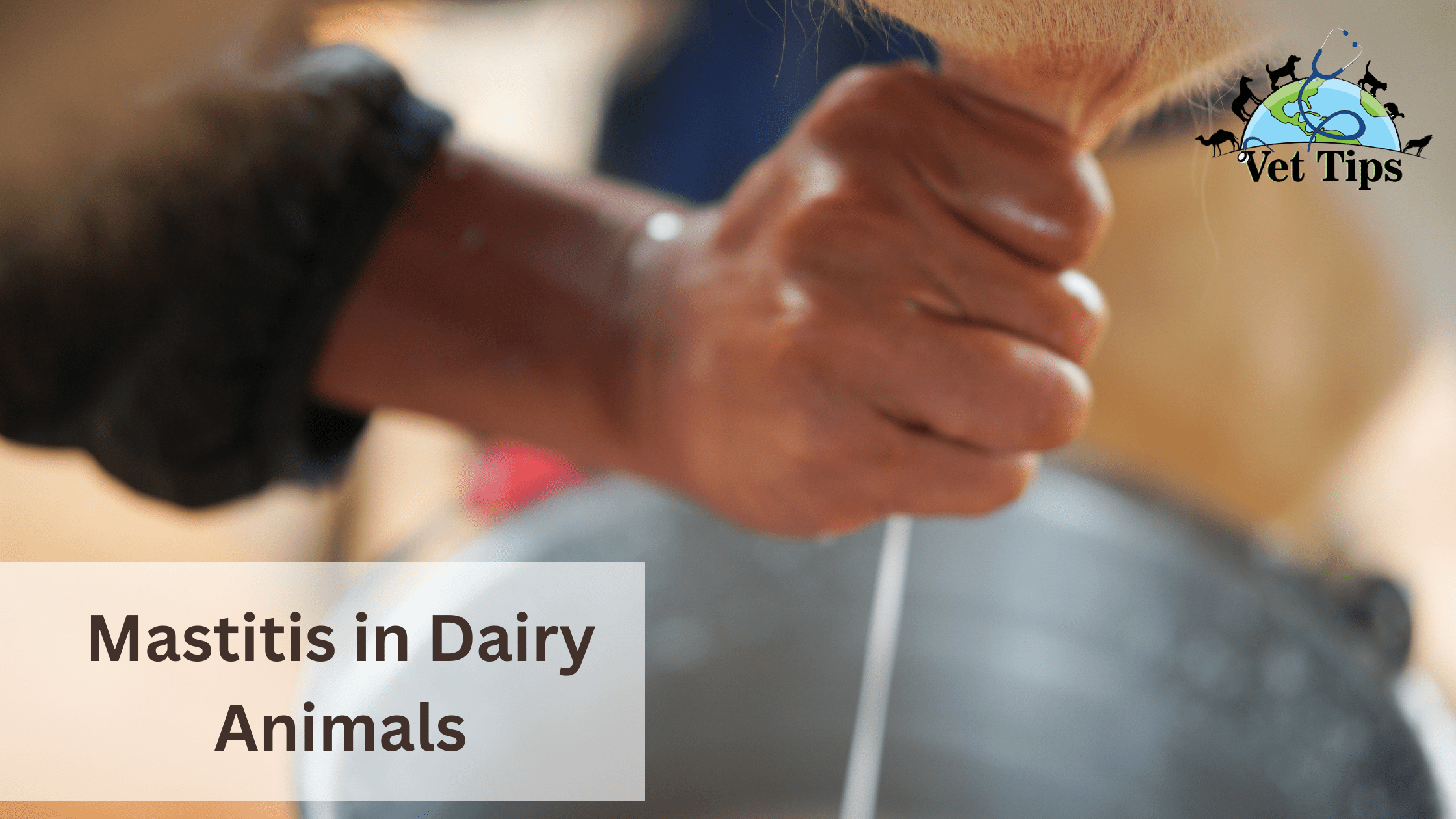Mastitis in Dairy Animals