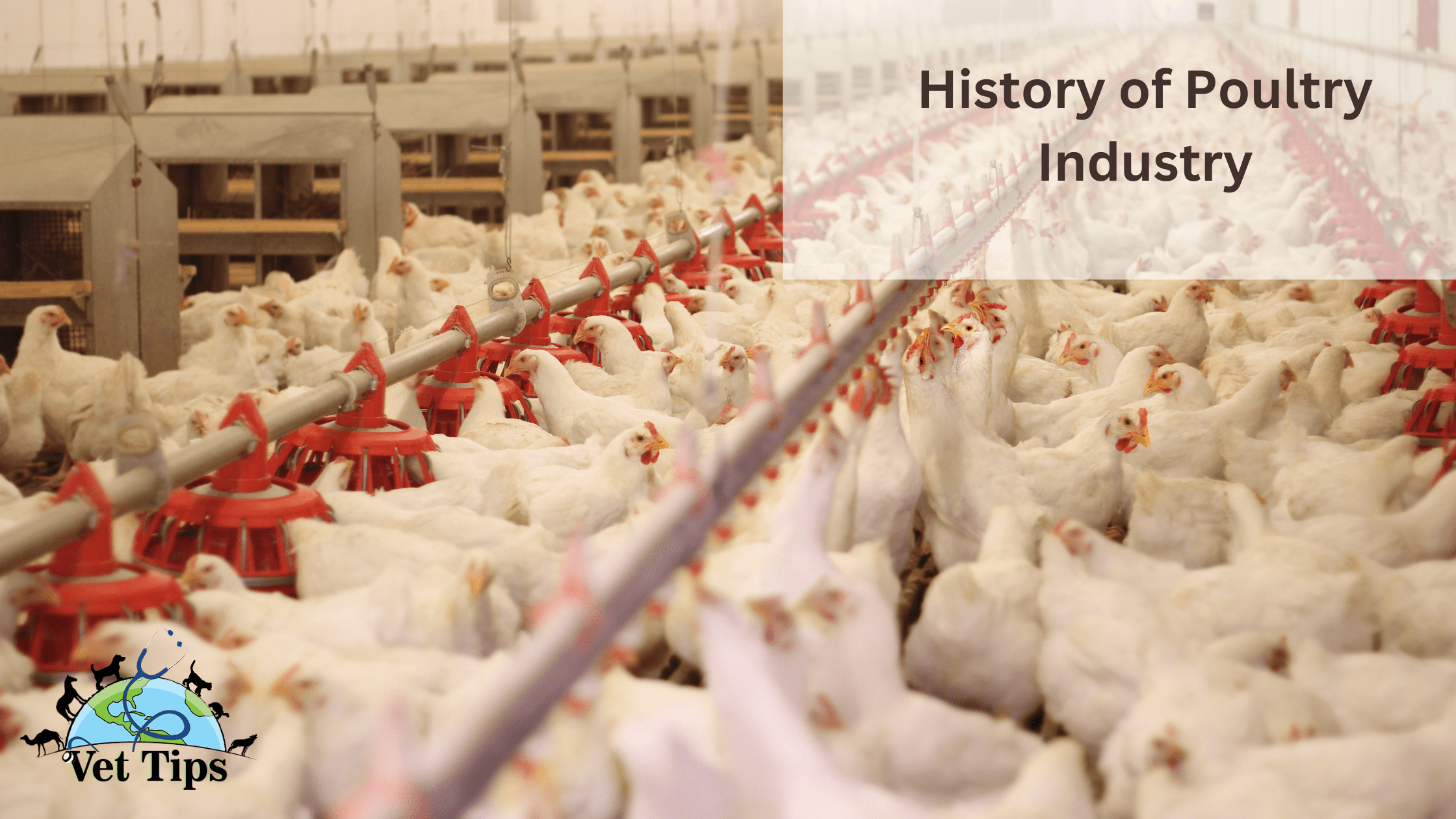 History of Poultry Industry