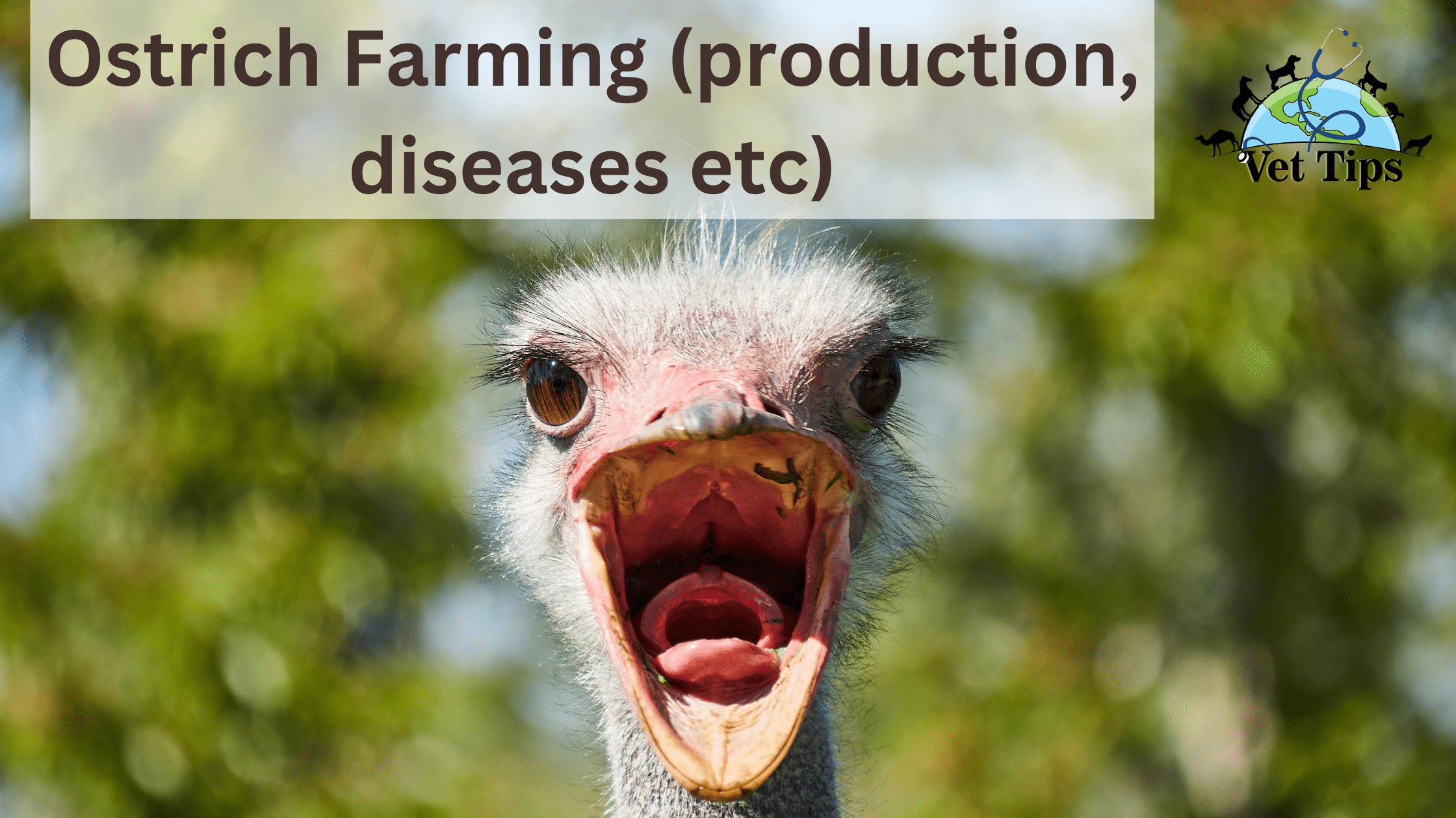 Ostrich Farming (production, diseases, etc.)