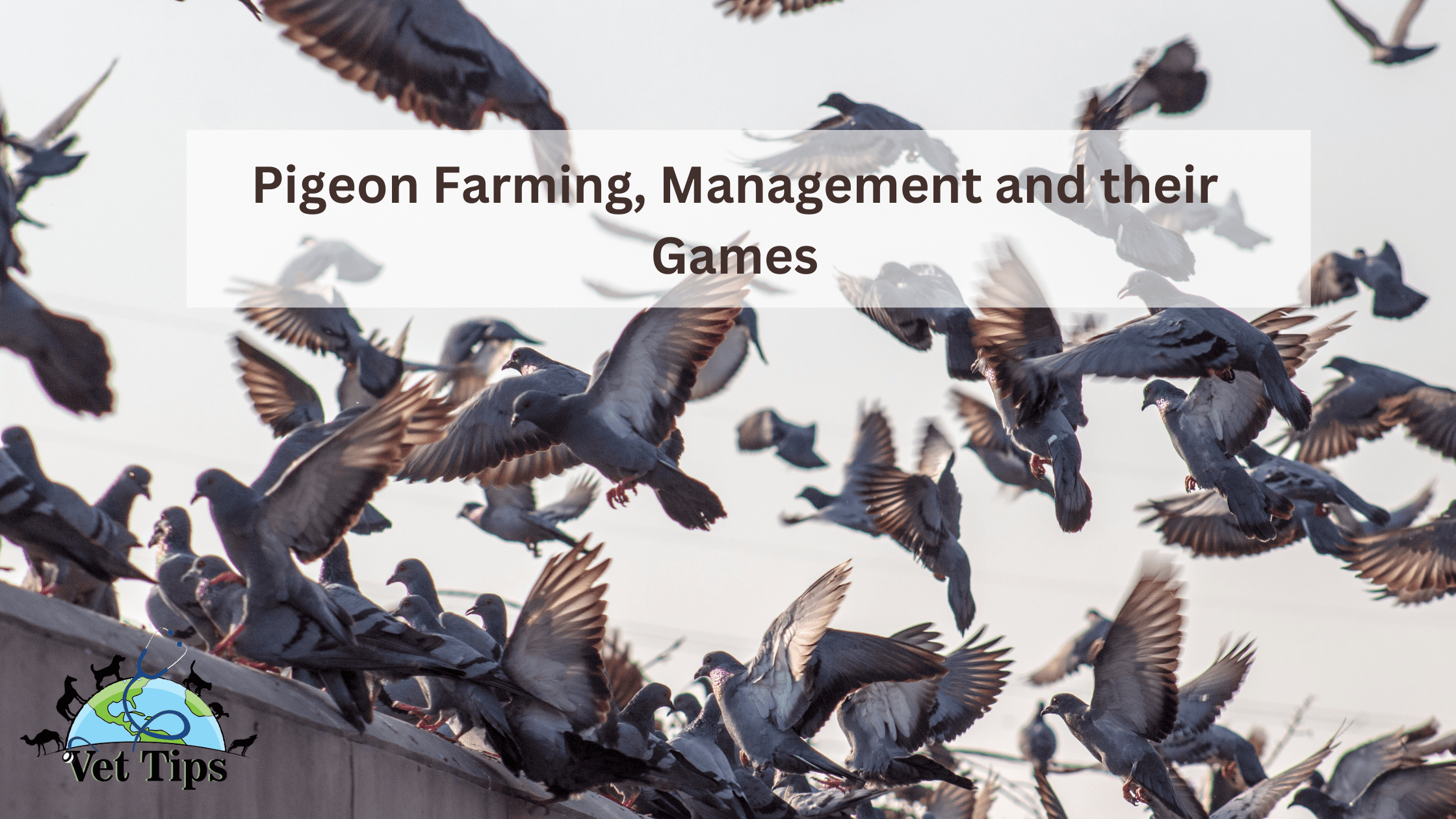 Pigeon Farming, Management and their Games