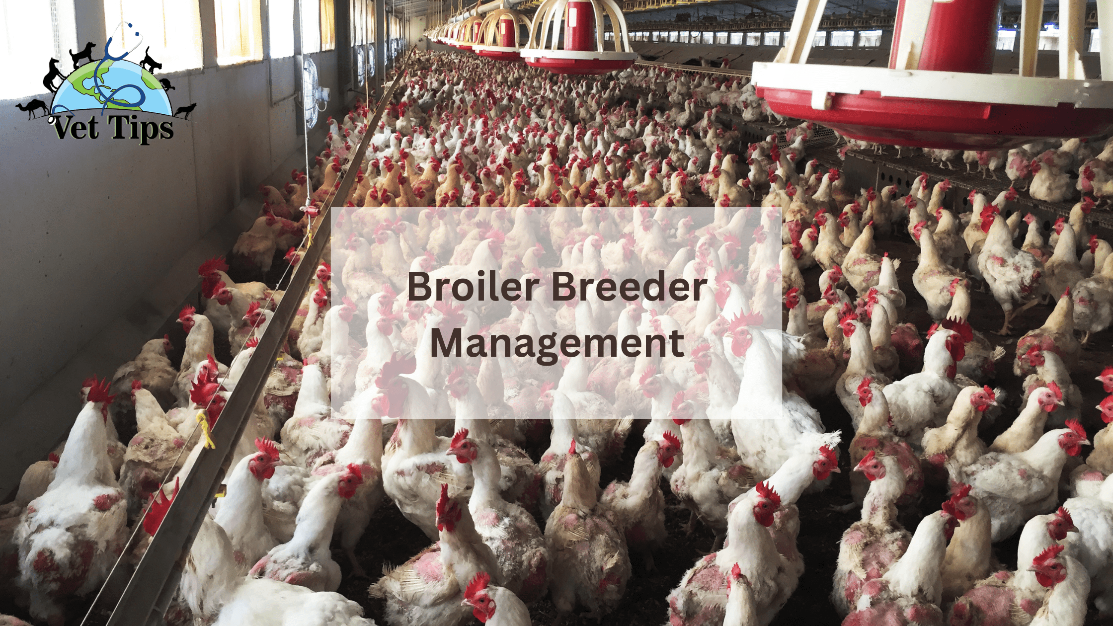 Broiler Breeder Management