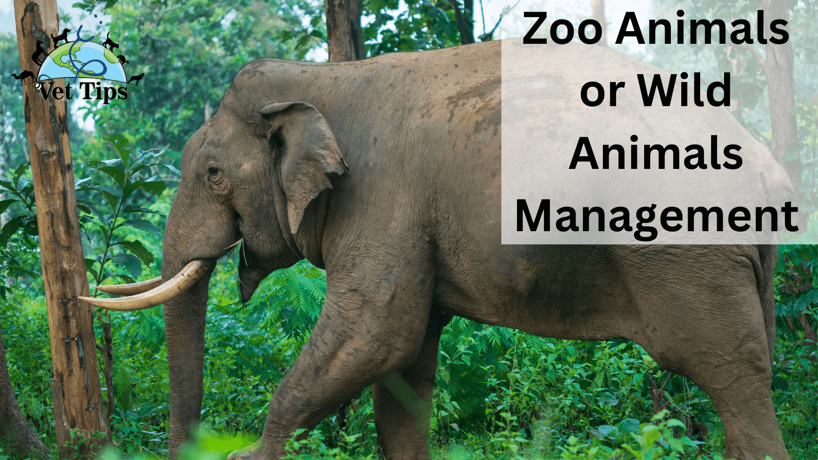 Zoo Animals or Wild Animals Management
