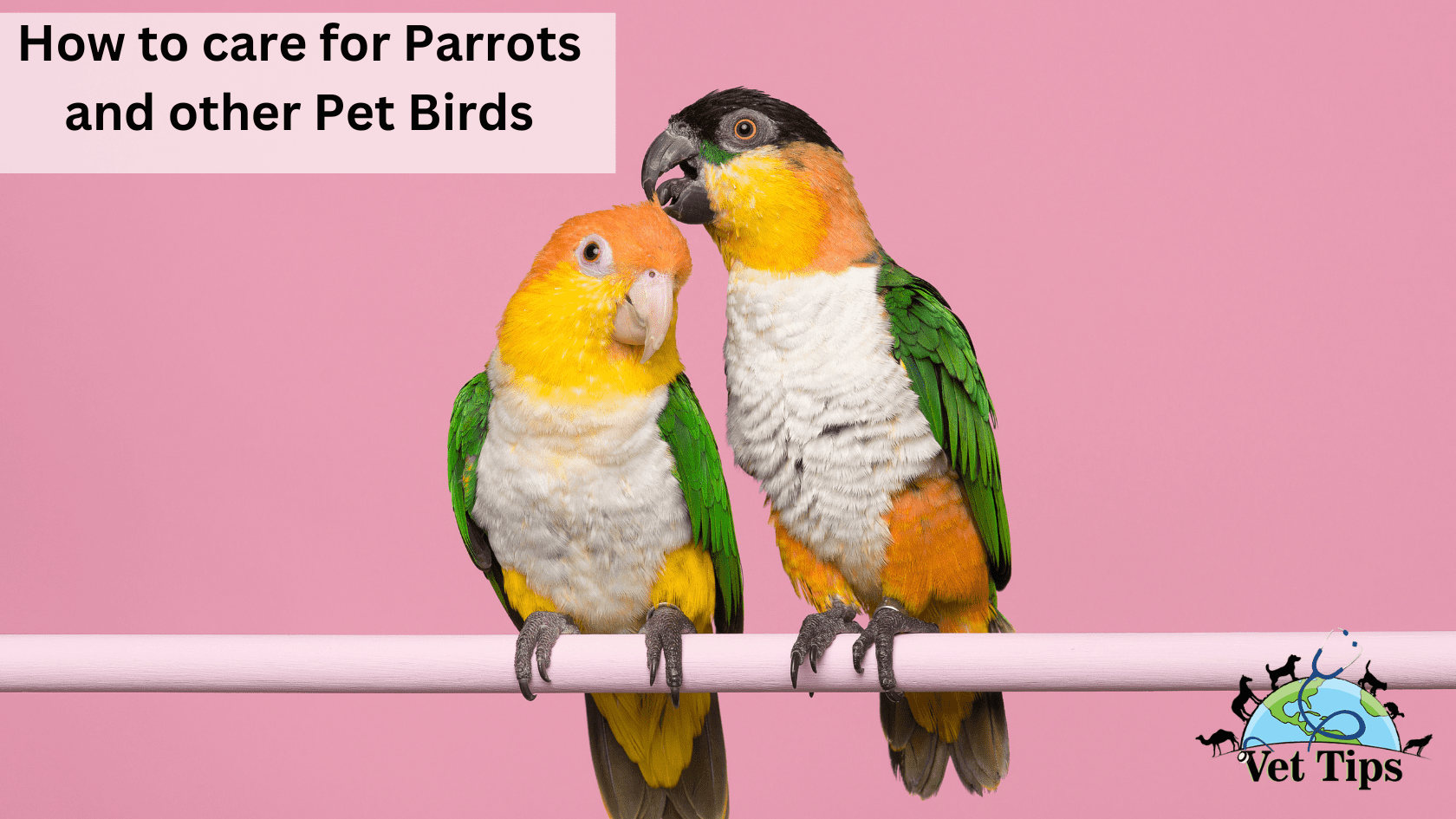 How to care for Parrots and other Pet Birds