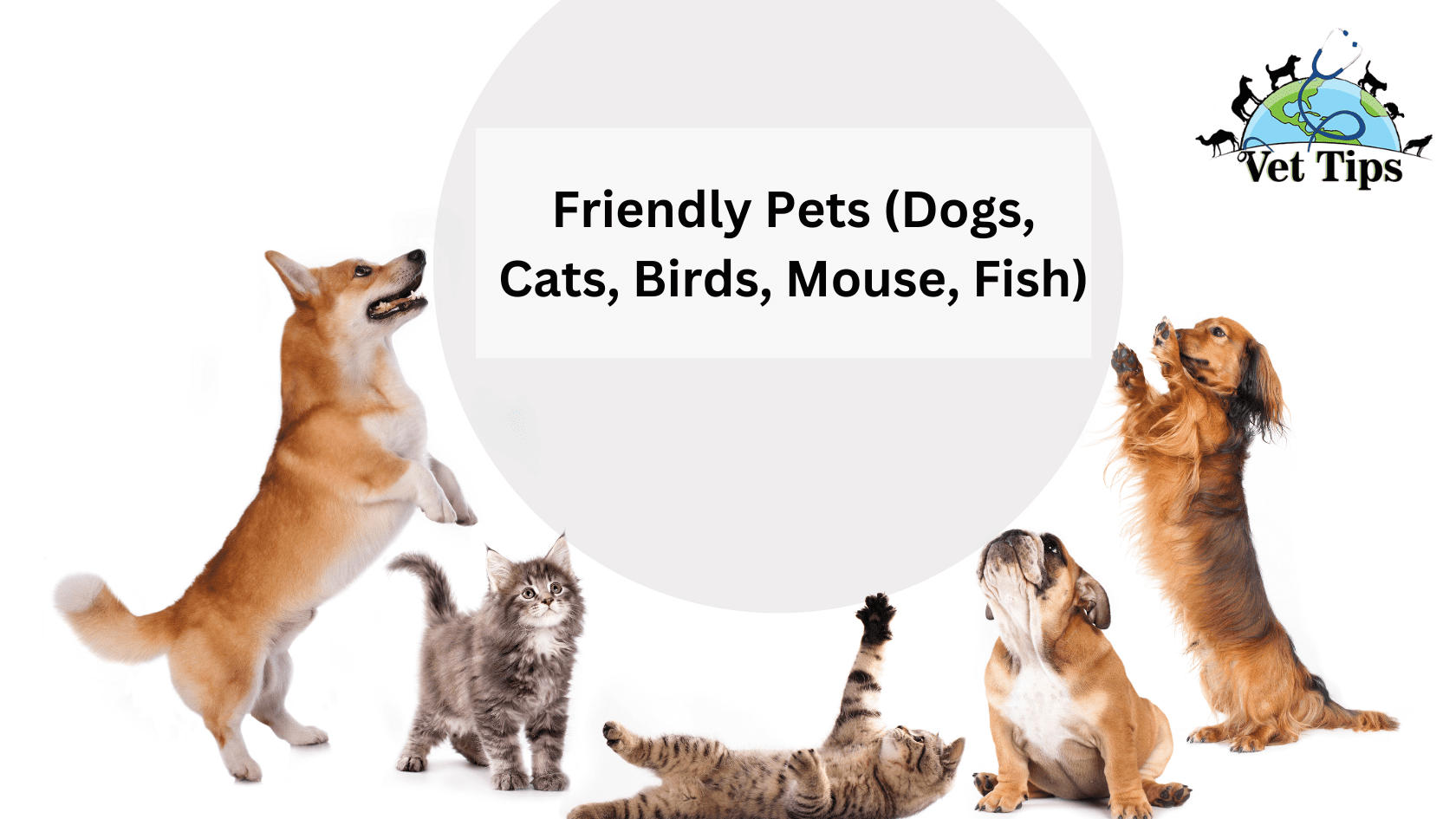 Friendly Pets (Dogs, Cats, Birds, Mouse, Fish)