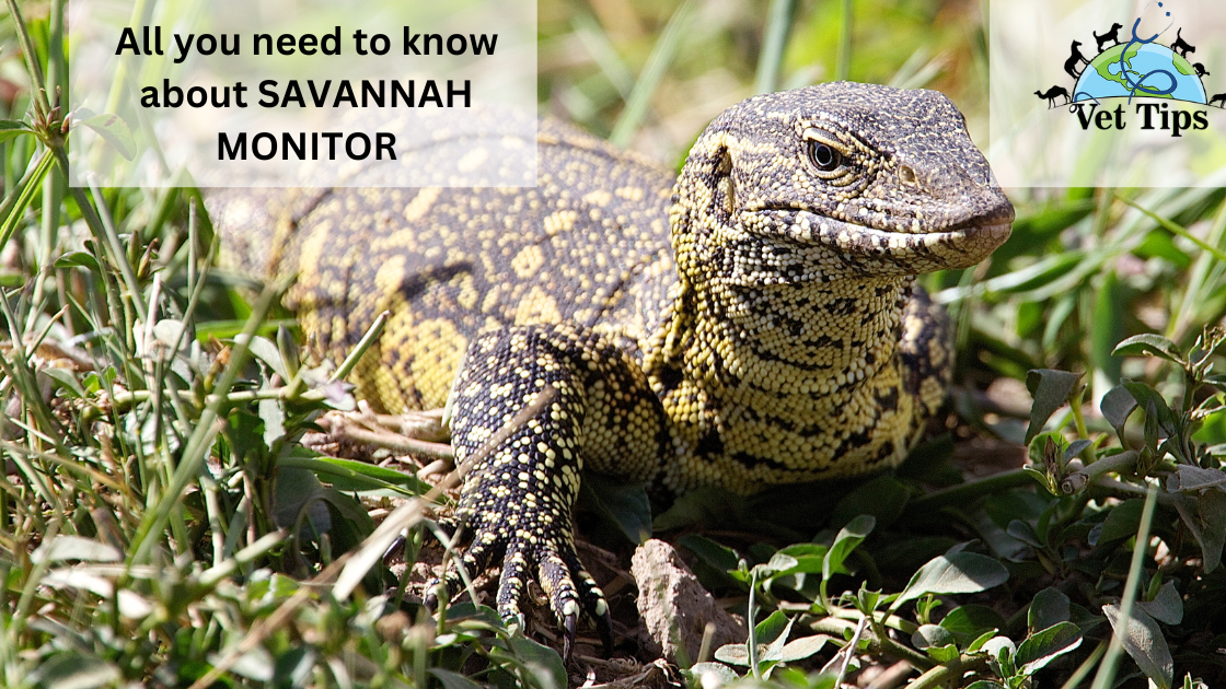 All you need to know about SAVANNAH MONITOR