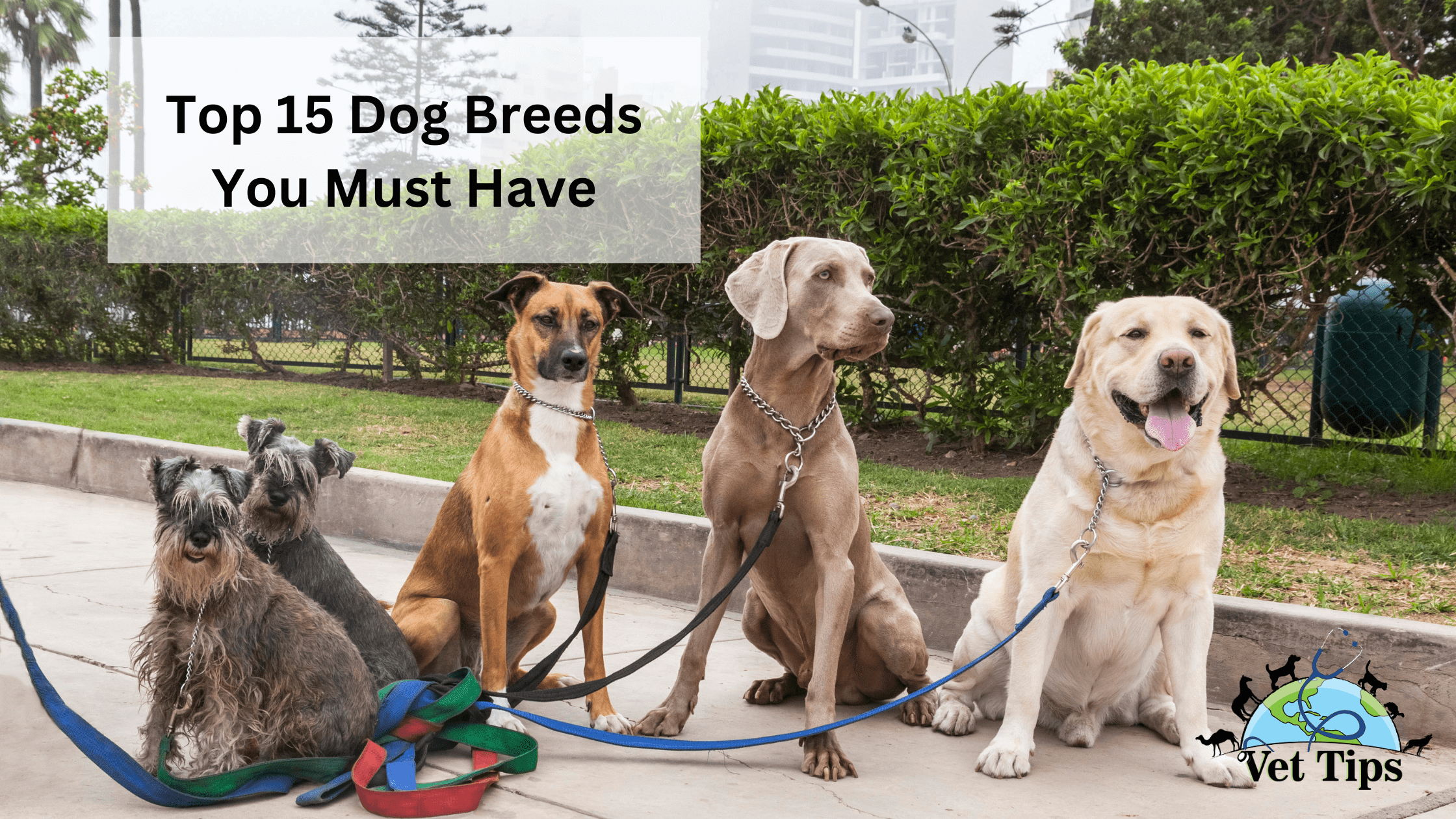 Top 15 Dog Breeds You Must Have