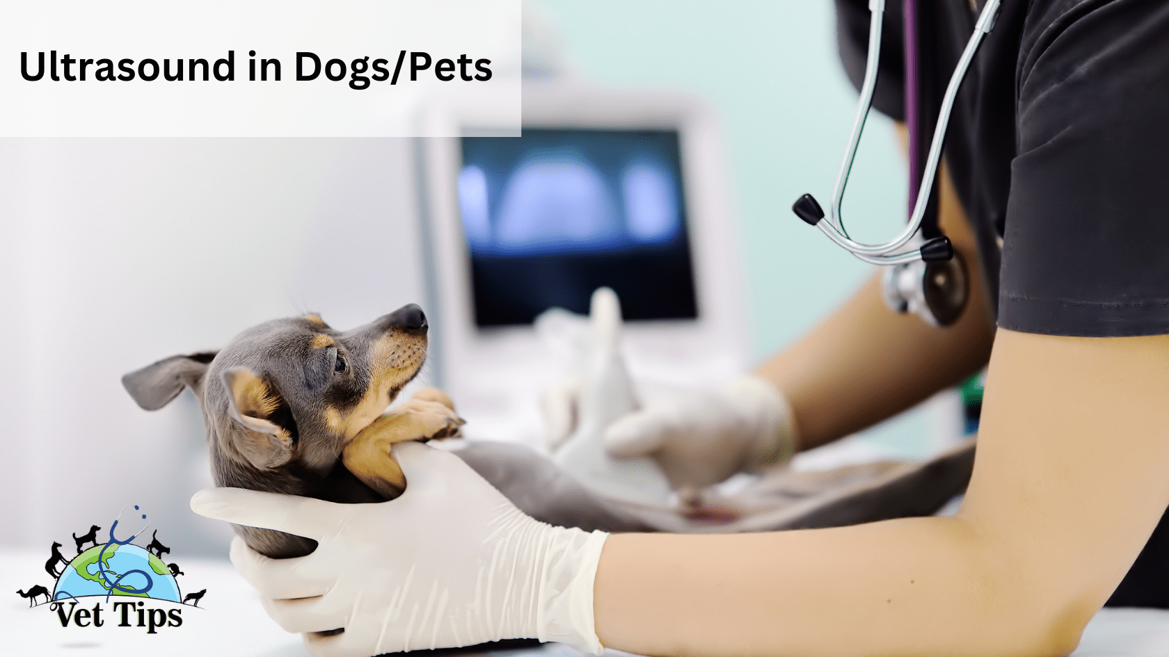 Ultrasound in Dogs/Pets: Unlocking the Secrets Beneath the Fur