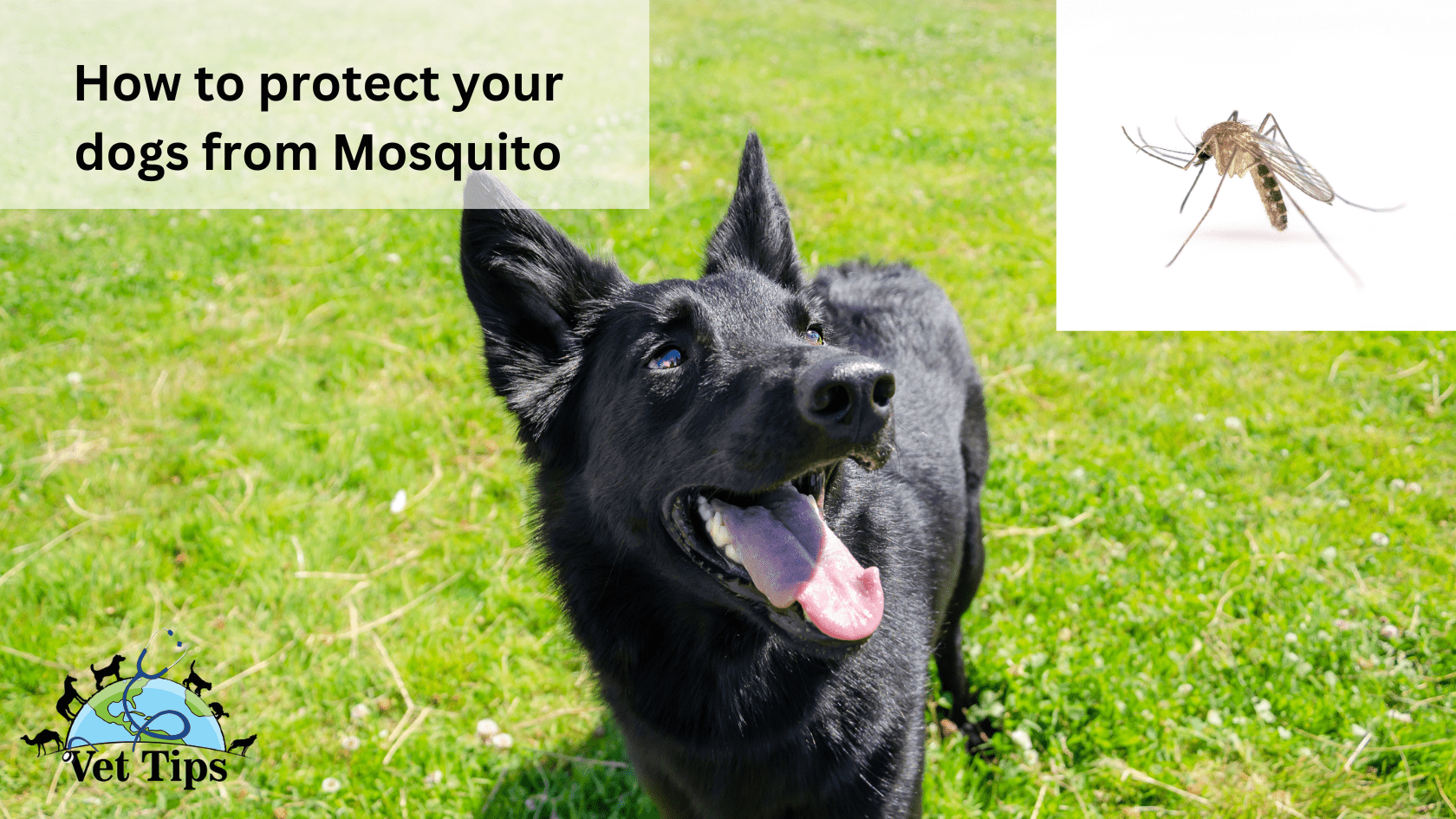How to protect your dogs from Mosquito