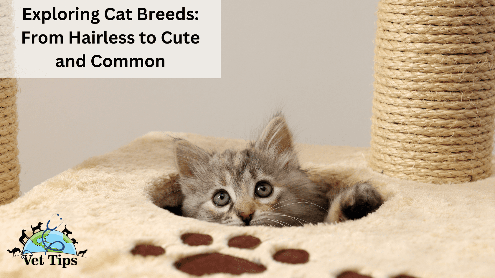 Exploring Cat Breeds: From Hairless to Cute and Common