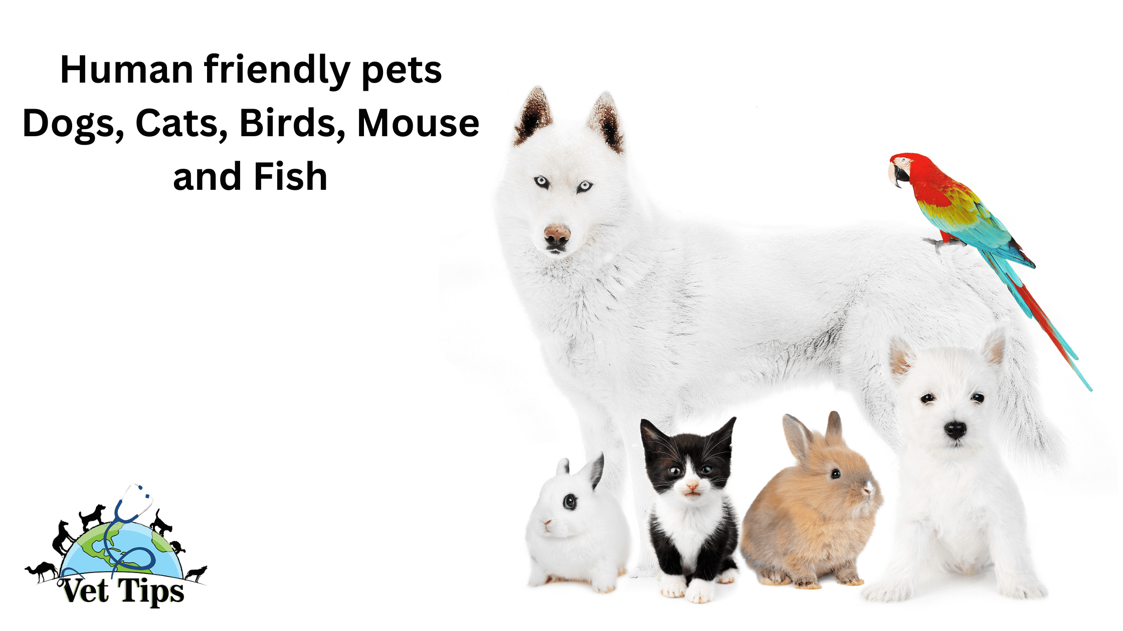 Human friendly pets Dogs, Cats, Birds, Mouse and Fish