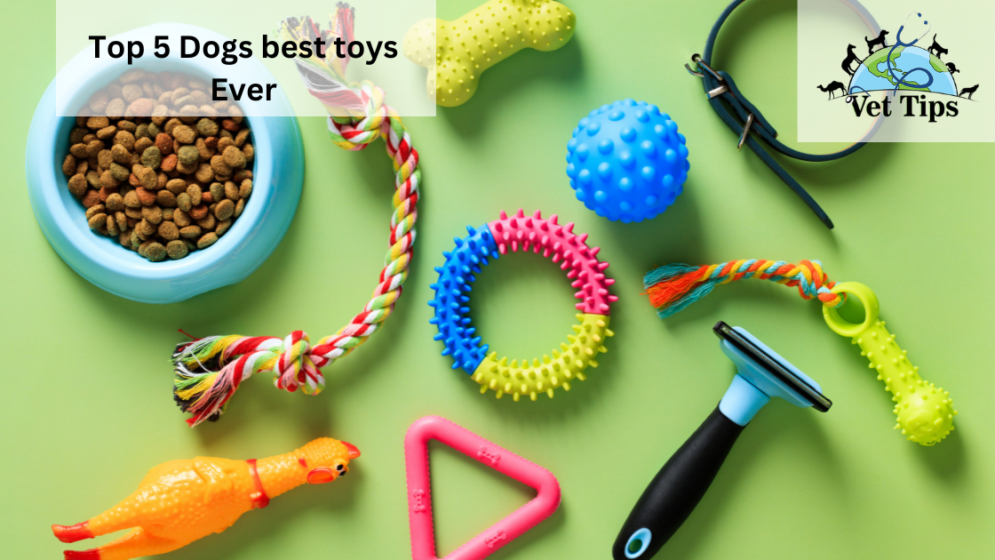 Top 5 Dogs best toys Ever