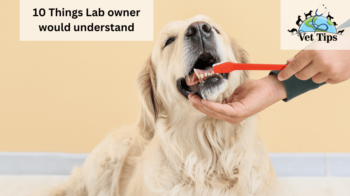 10 Things Lab owner would understand