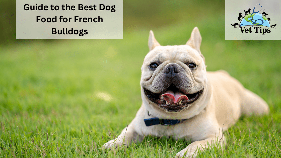 Guide to the Best Dog Food for French Bulldogs