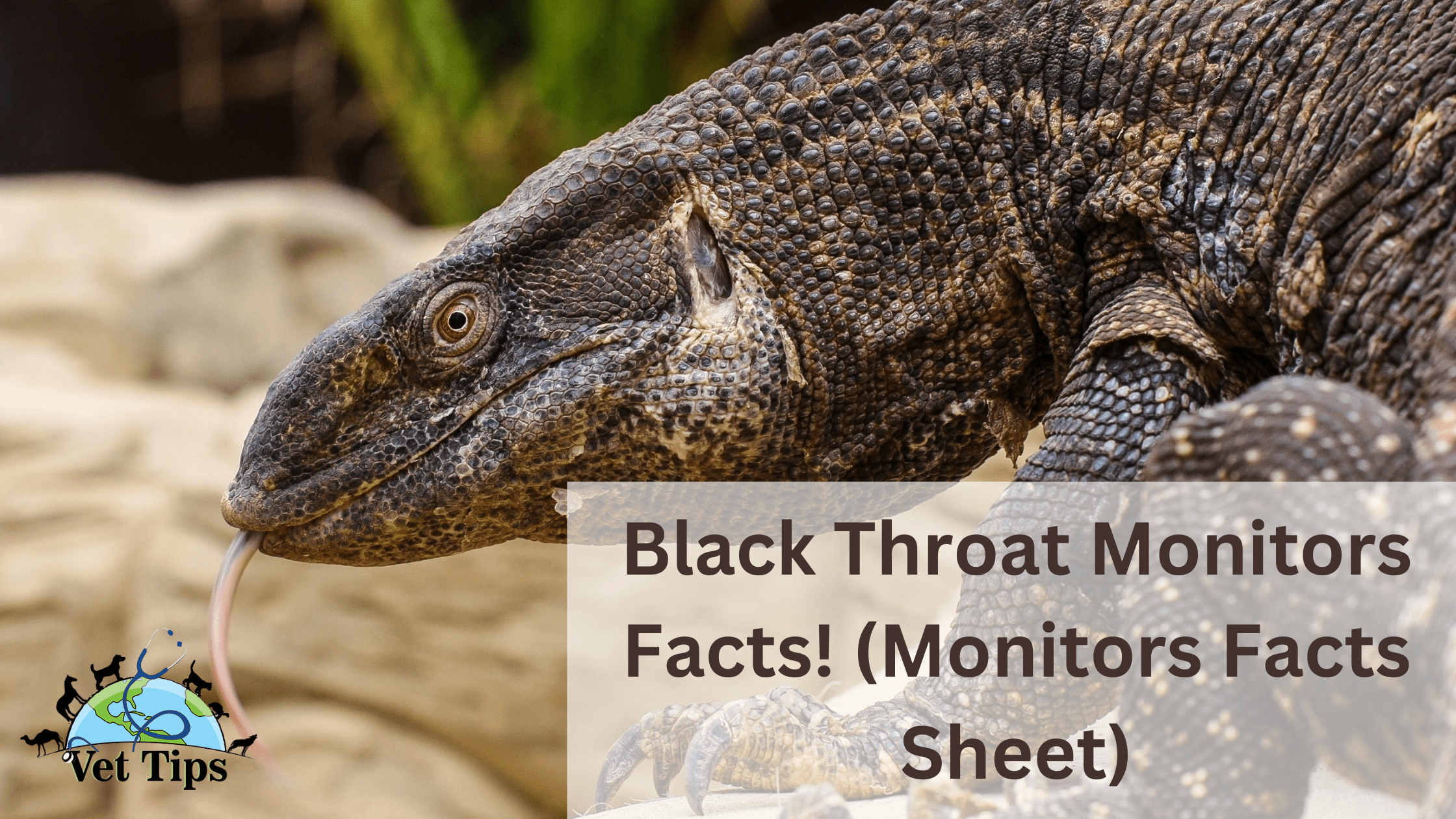 Black Throat Monitors Facts! (Monitors Facts Sheet)