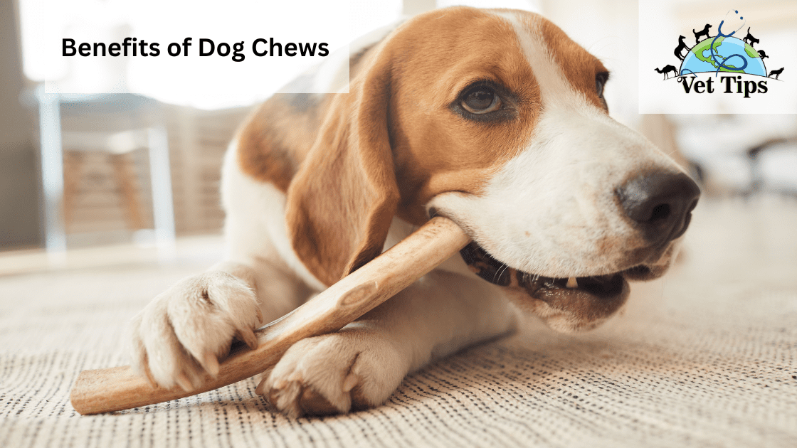 Benefits of Dog Chews