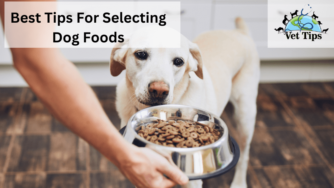 Best Tips For Selecting Dog Foods