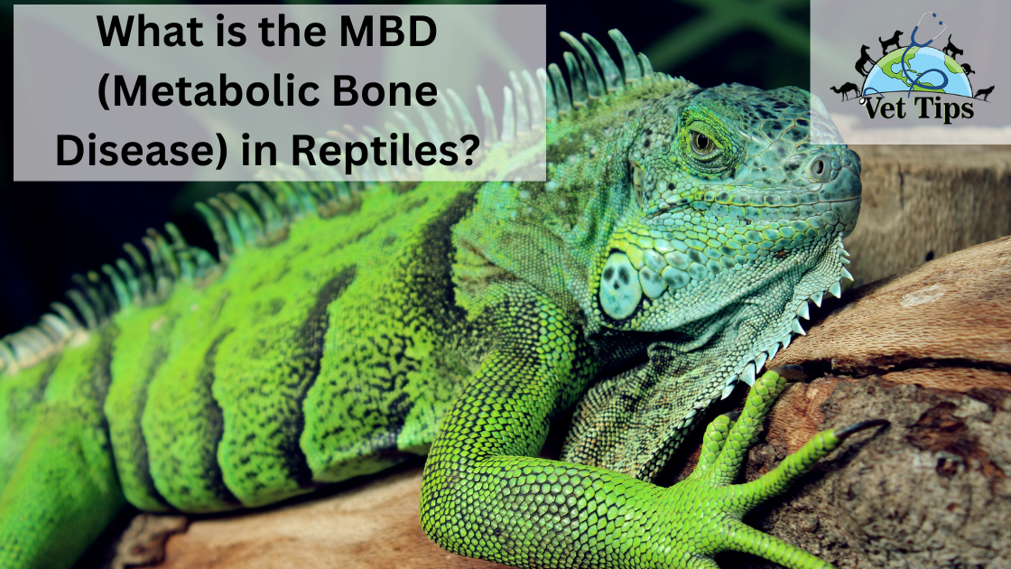 What is the MBD (Metabolic Bone Disease) in Reptiles?