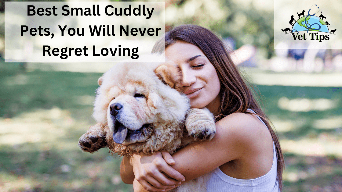 Best Small Cuddly Pets, You Will Never Regret Loving