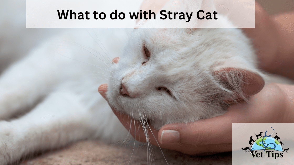 What to do with Stray Cat