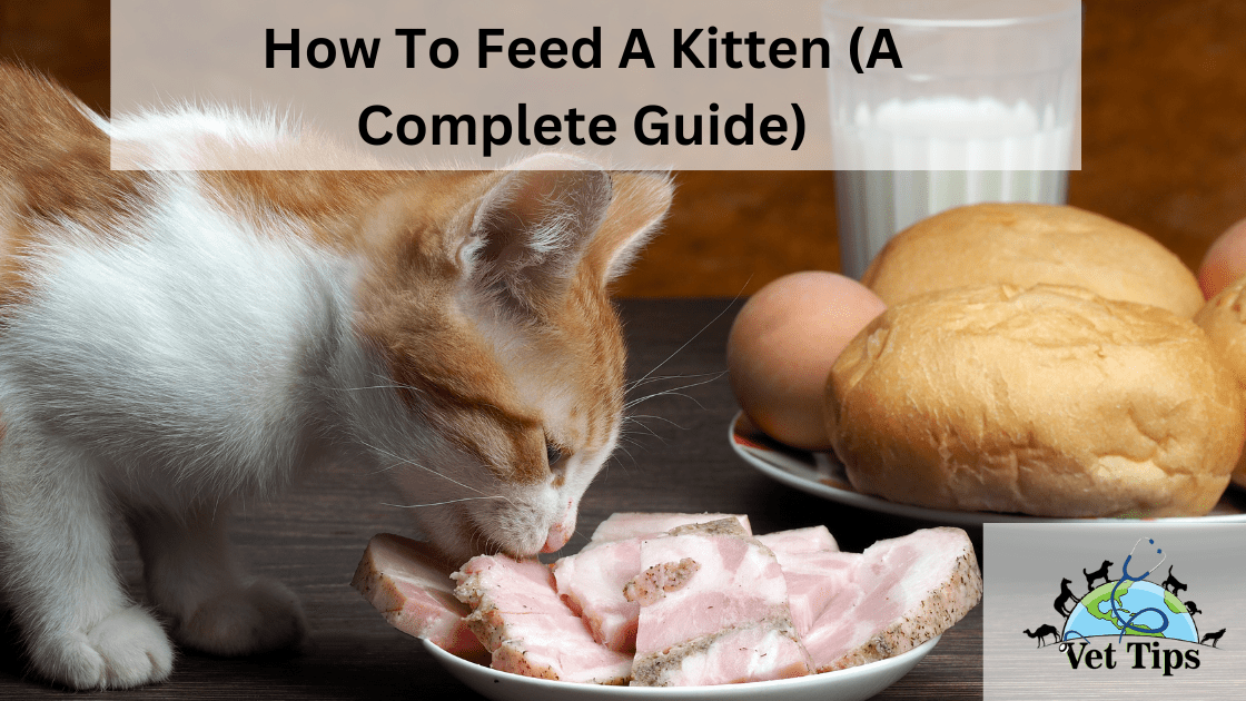 How To Feed A Kitten (A Complete Guide)