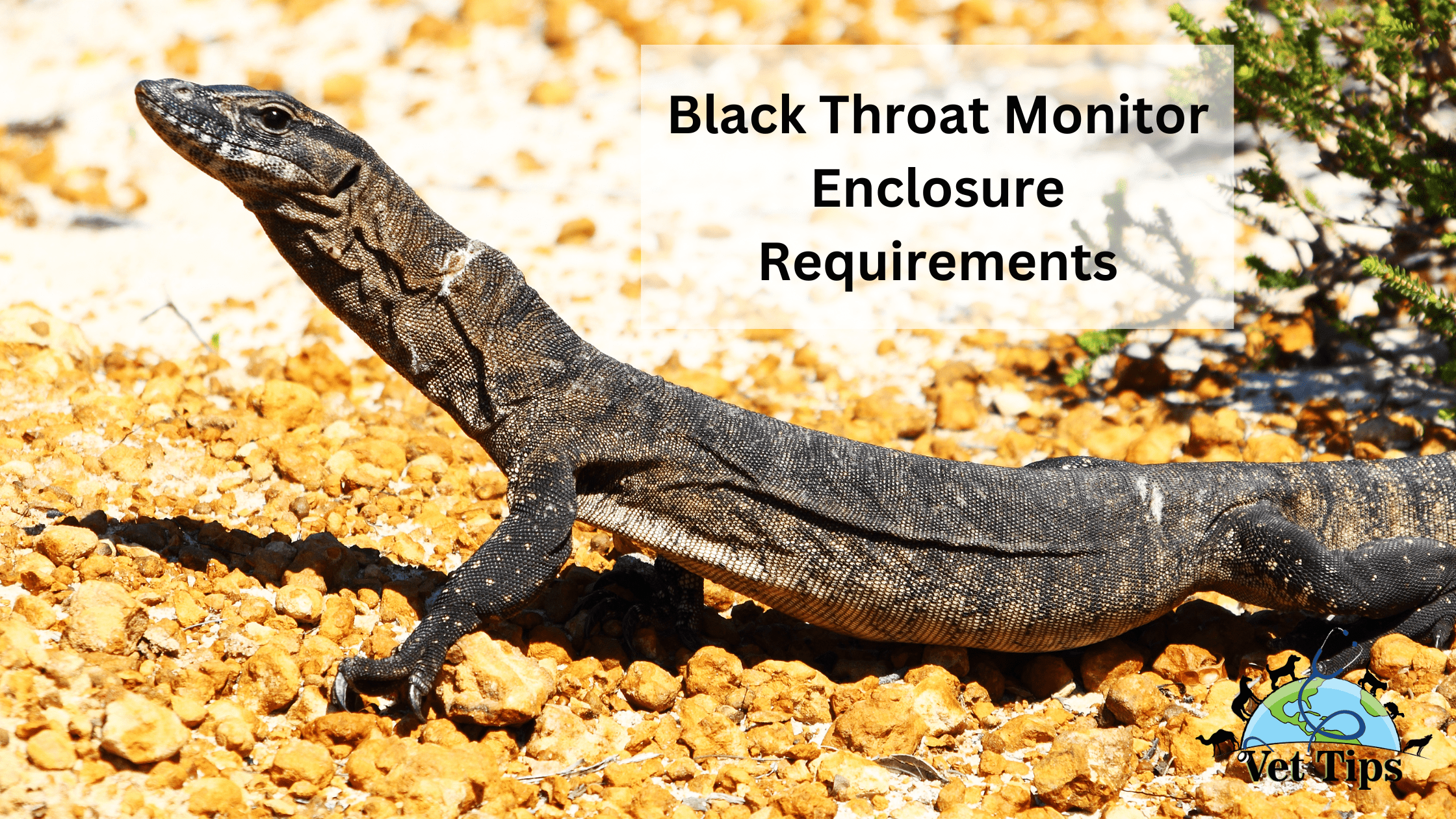 Black Throat Monitor Enclosure Requirements