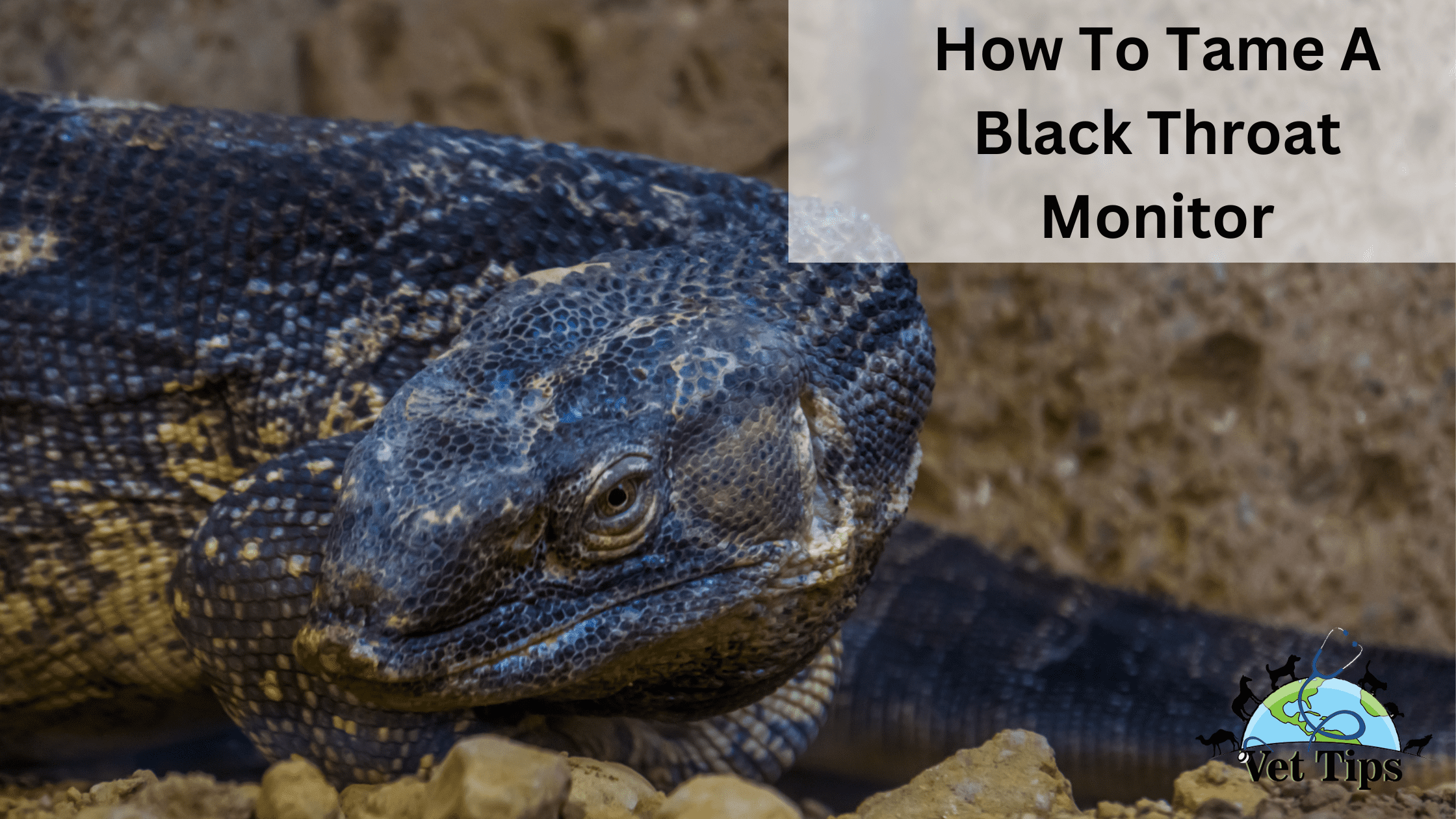How To Tame A Black Throat Monitor