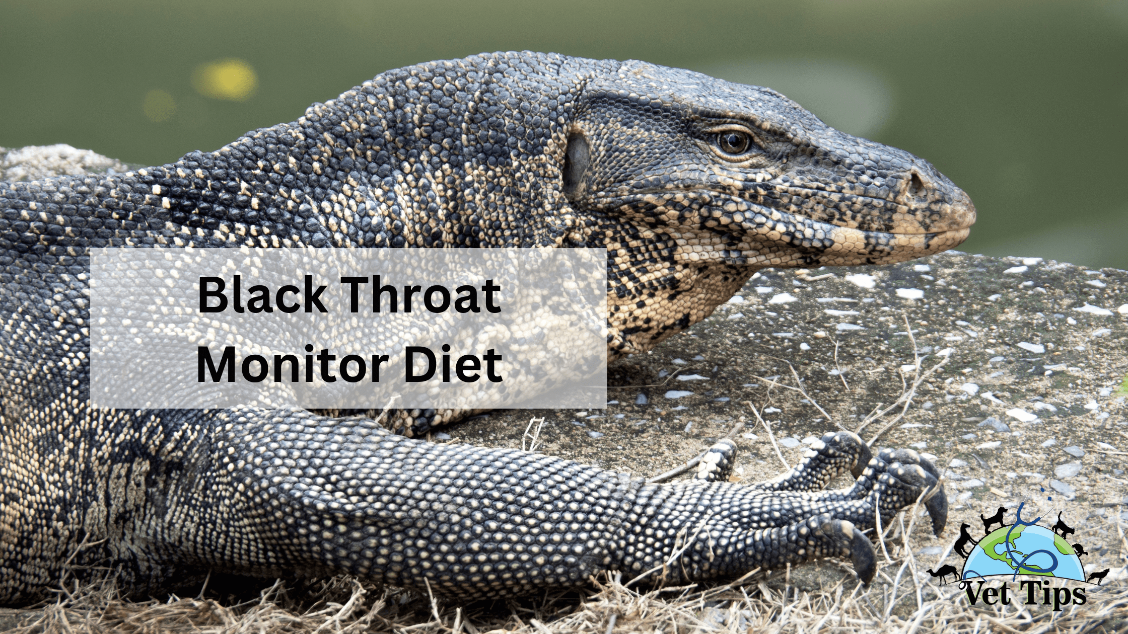Black Throat Monitor Diet