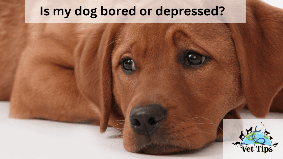Is my dog bored or depressed?