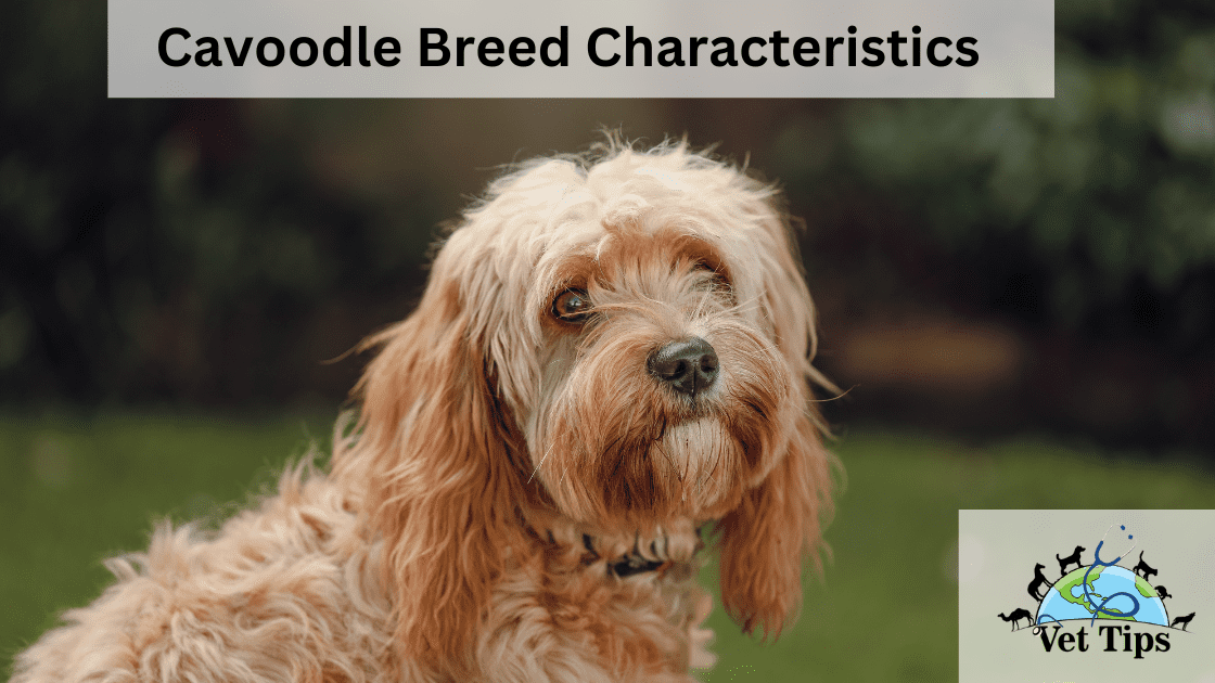 Cavoodle Breed Characteristics