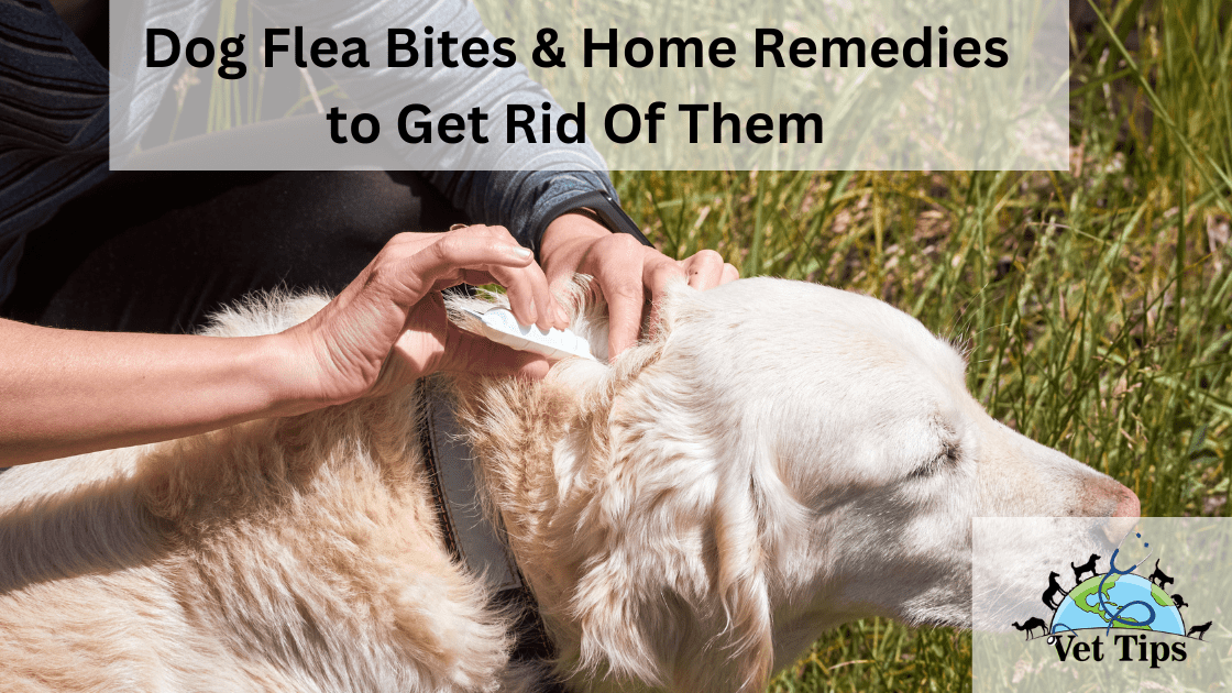 0Dog Flea Bites & Home Remedies to Get Rid Of Them