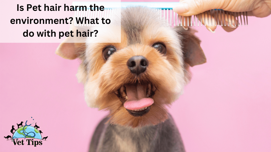 Is Pet hair harm the environment? What to do with pet hair?