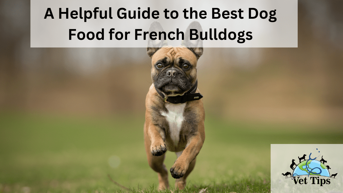 A Helpful Guide to the Best Dog Food for French Bulldogs