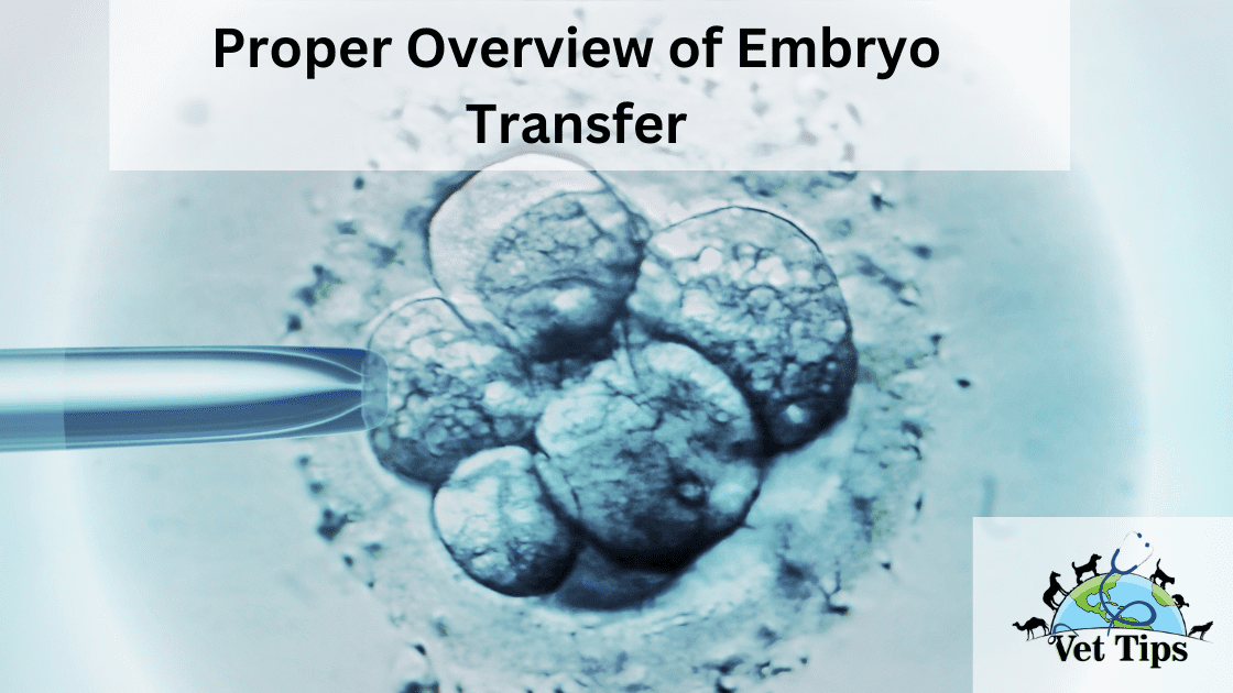 Proper Overview of Embryo Transfer
