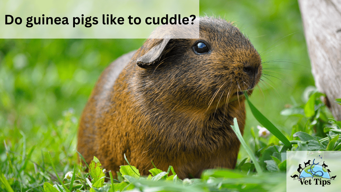 Do guinea pigs like to cuddle?