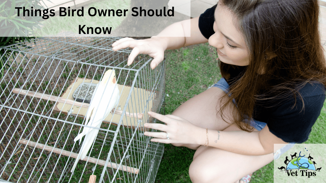Things Bird Owner Should Know
