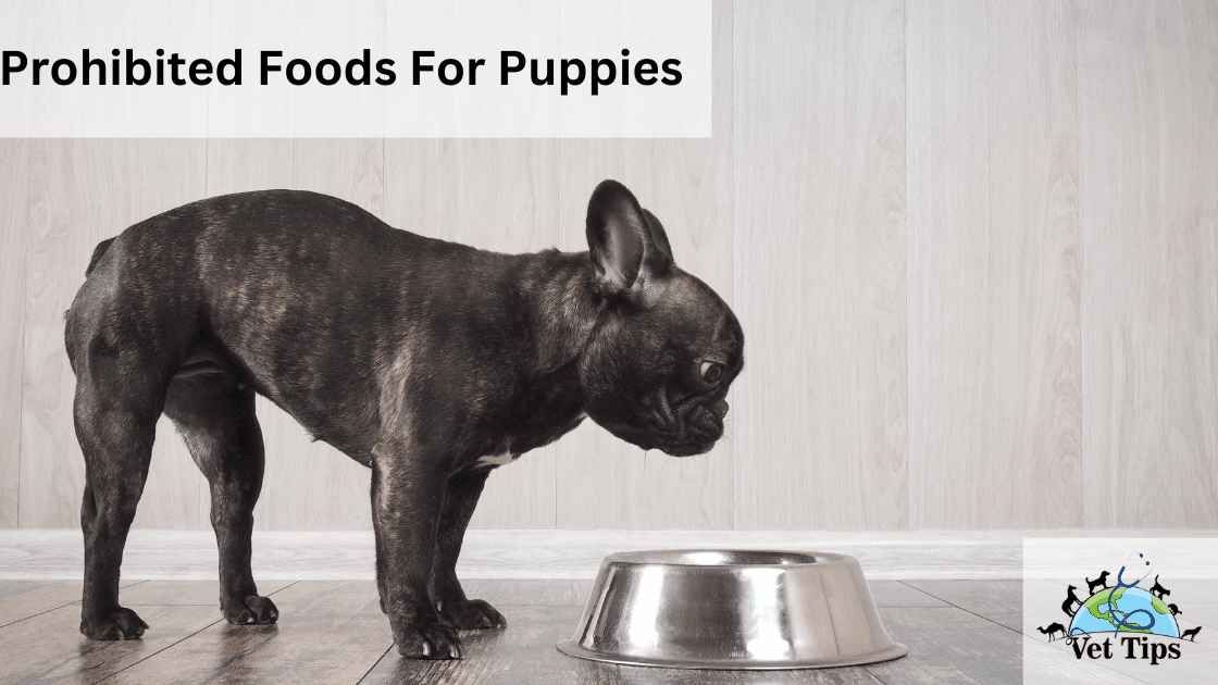 Prohibited Foods For Puppies