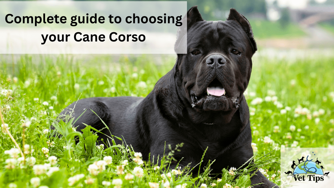 Complete guide to choosing your Cane Corso