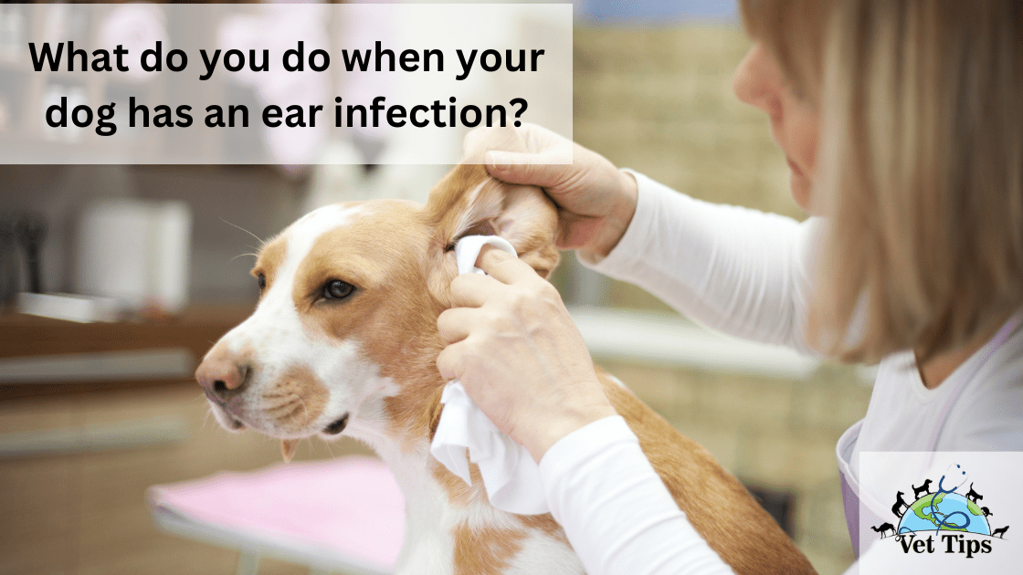What do you do when your dog has an ear infection?