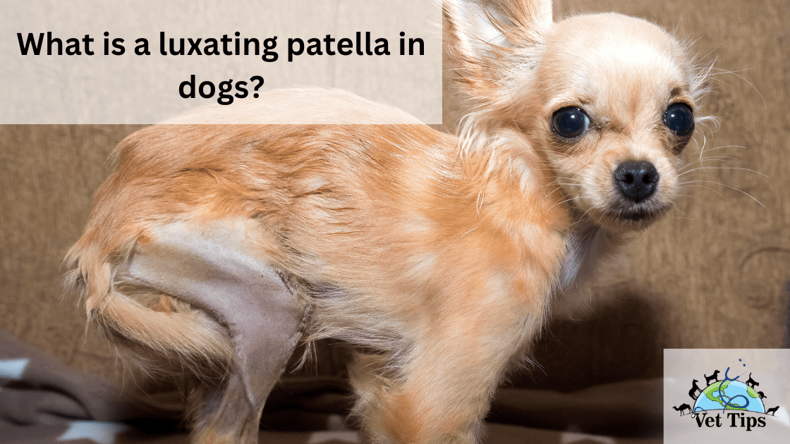 What is a luxating patella in dogs?