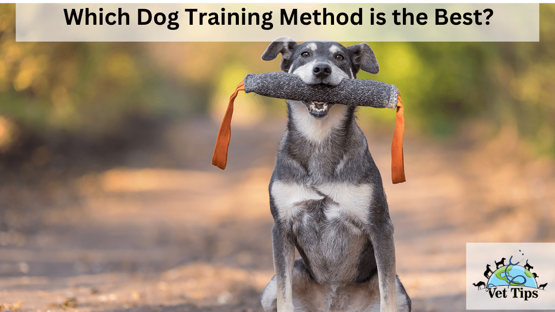 Which Dog Training Method Is The Best Vet Tips