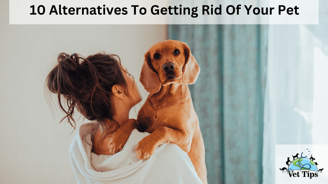 10 Alternatives To Getting Rid Of Your Pet