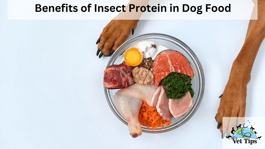 Benefits of Insect Protein in Dog Food