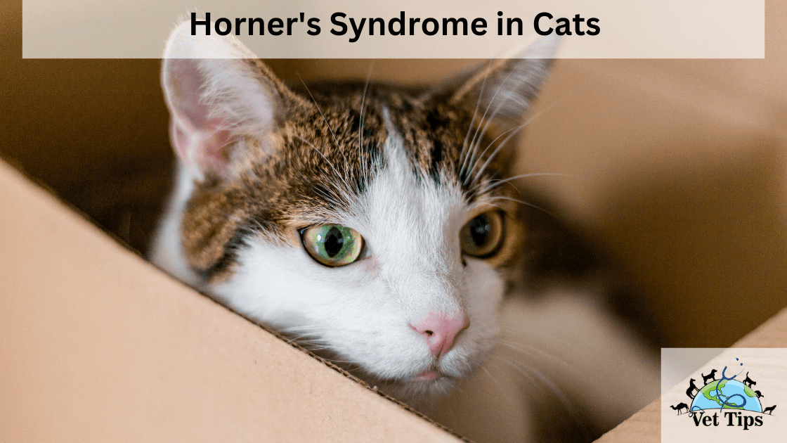 Horner's Syndrome in Cats