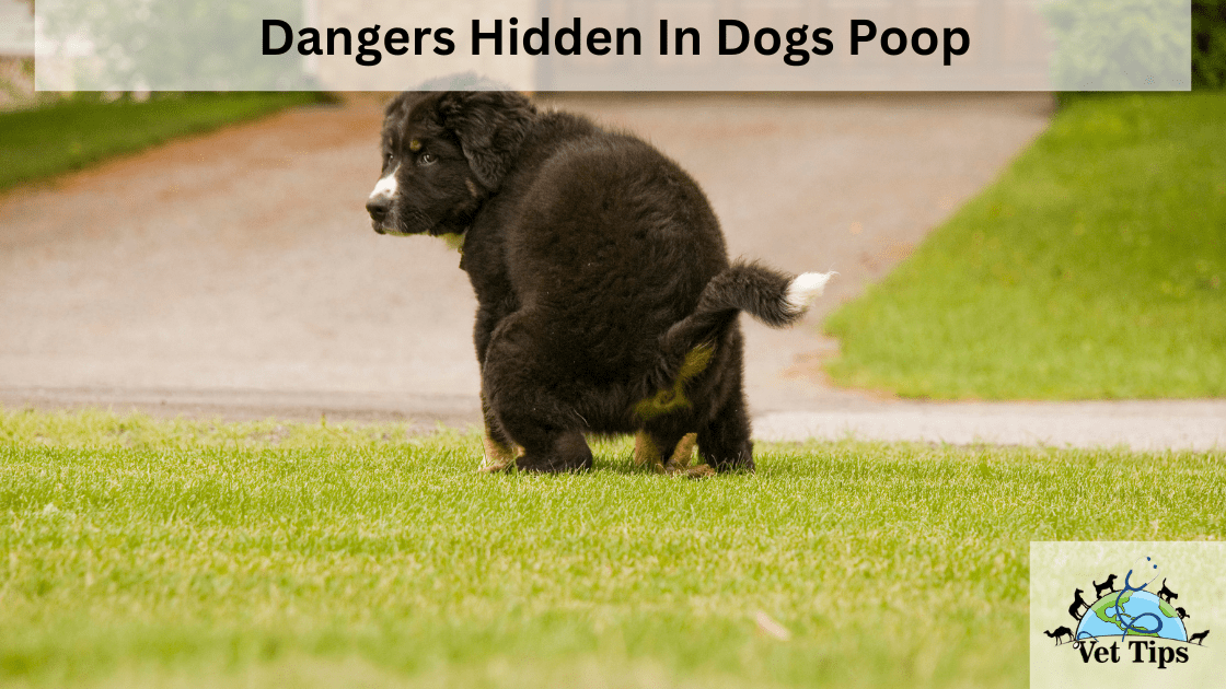 Dangers Hidden In Dogs Poop